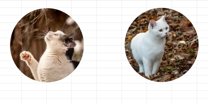 WPS表格技巧：导入的图片如何裁剪成圆形-趣帮office教程网